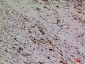 HDC Polyclonal Antibody