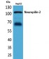 Neuropilin-2 Polyclonal Antibody