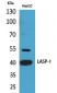 LASP-1 Polyclonal Antibody