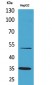 TFPI Polyclonal Antibody