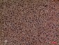PEPCK-C Polyclonal Antibody