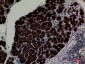 CD1E Polyclonal Antibody