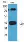 CD2 Polyclonal Antibody