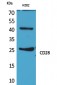 CD28 Polyclonal Antibody