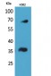 CD32-B/C Polyclonal Antibody