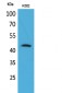 CD48 Polyclonal Antibody