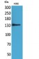 CD50 Polyclonal Antibody