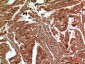 CD59 Polyclonal Antibody