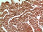 CD59 Polyclonal Antibody