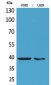 CD84 Polyclonal Antibody