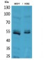 CD85e/h Polyclonal Antibody