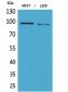 CD100 Polyclonal Antibody