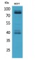 IL-1RI Polyclonal Antibody