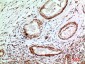 IL-1RI Polyclonal Antibody