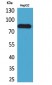 CD248 Polyclonal Antibody