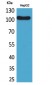 CD307 Polyclonal Antibody