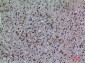 CD307 Polyclonal Antibody