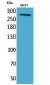 IGF-IIR Polyclonal Antibody