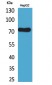 CD229 Polyclonal Antibody