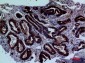 CD229 Polyclonal Antibody