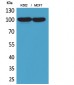 CD203c Polyclonal Antibody