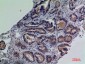 CD203c Polyclonal Antibody