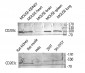 CD203c Polyclonal Antibody