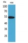 CD329 Polyclonal Antibody