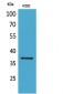 SLAM Polyclonal Antibody