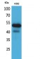 CD328 Polyclonal Antibody