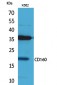 CD160 Polyclonal Antibody