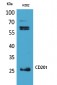 CD201 Polyclonal Antibody