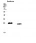 CD201 Polyclonal Antibody