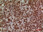 CKR-3 Polyclonal Antibody