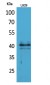 CKR-4 Polyclonal Antibody