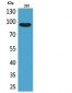 CDCP1 Polyclonal Antibody