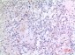 VGF Polyclonal Antibody