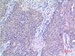 VGF Polyclonal Antibody