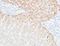 VEGF-C Polyclonal Antibody