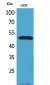 VEGF-C Polyclonal Antibody