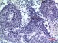 PDGF-D Polyclonal Antibody