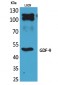 GDF-9 Polyclonal Antibody