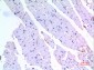 BMP-3A Polyclonal Antibody