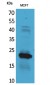 IL-28 Polyclonal Antibody