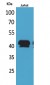 BMP-8A Polyclonal Antibody