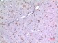 BMP-8A Polyclonal Antibody