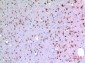 BMP-8A Polyclonal Antibody