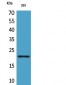 ARP Polyclonal Antibody