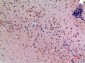 ARP Polyclonal Antibody