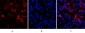 Bcl-6 Polyclonal Antibody